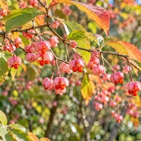 画像366
